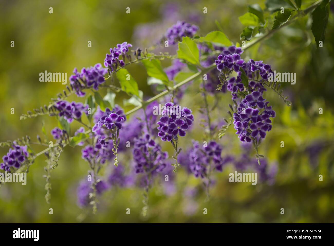 Fioritura blu Duranta erecta, lucernario, sfondo naturale macro floreale Foto Stock