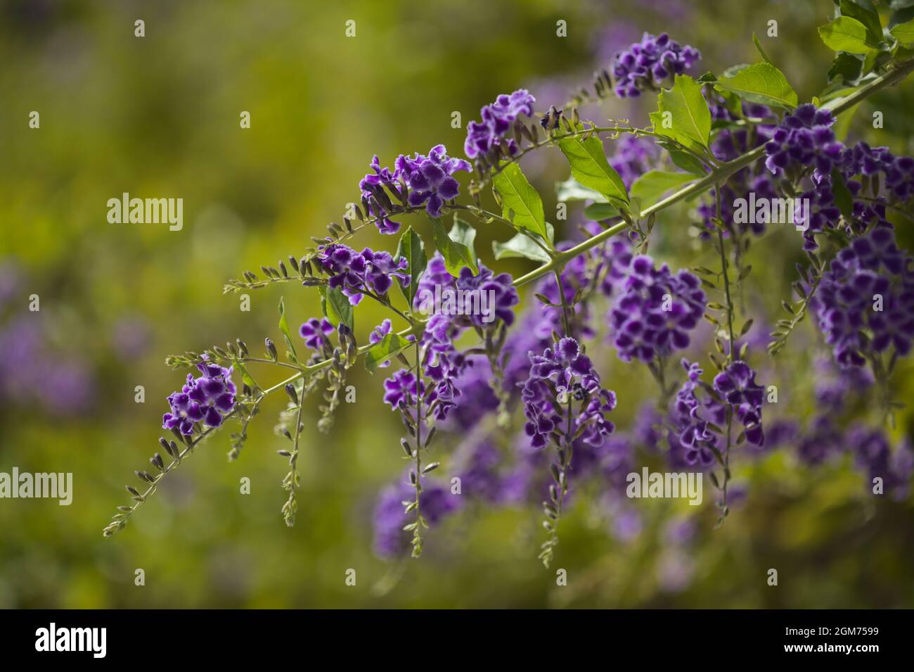 Fioritura blu Duranta erecta, lucernario, sfondo naturale macro floreale Foto Stock