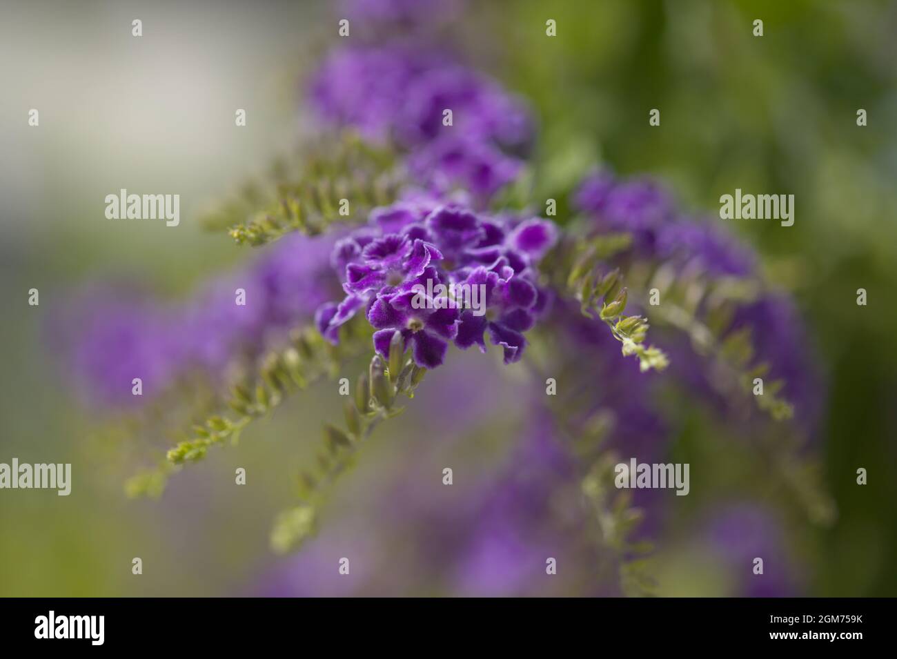 Fioritura blu Duranta erecta, lucernario, sfondo naturale macro floreale Foto Stock
