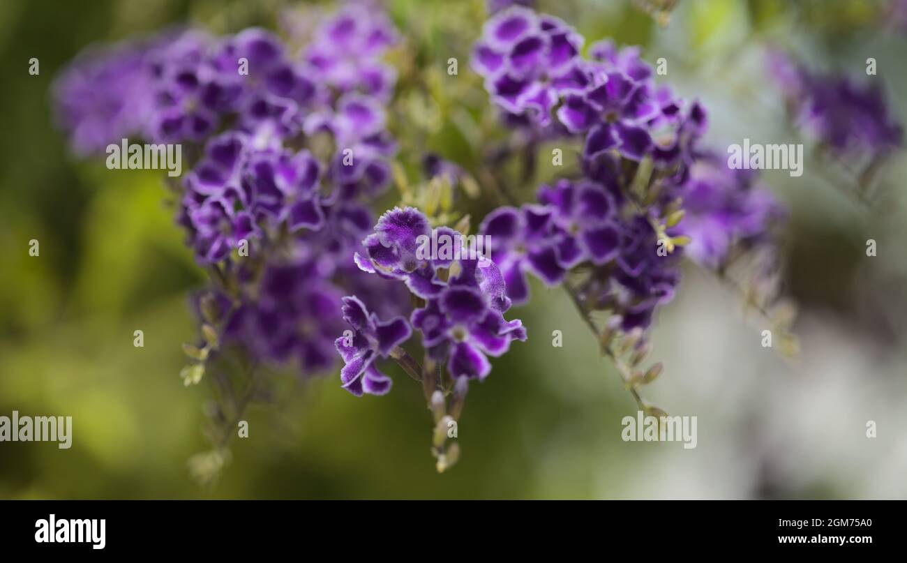 Fioritura blu Duranta erecta, lucernario, sfondo naturale macro floreale Foto Stock