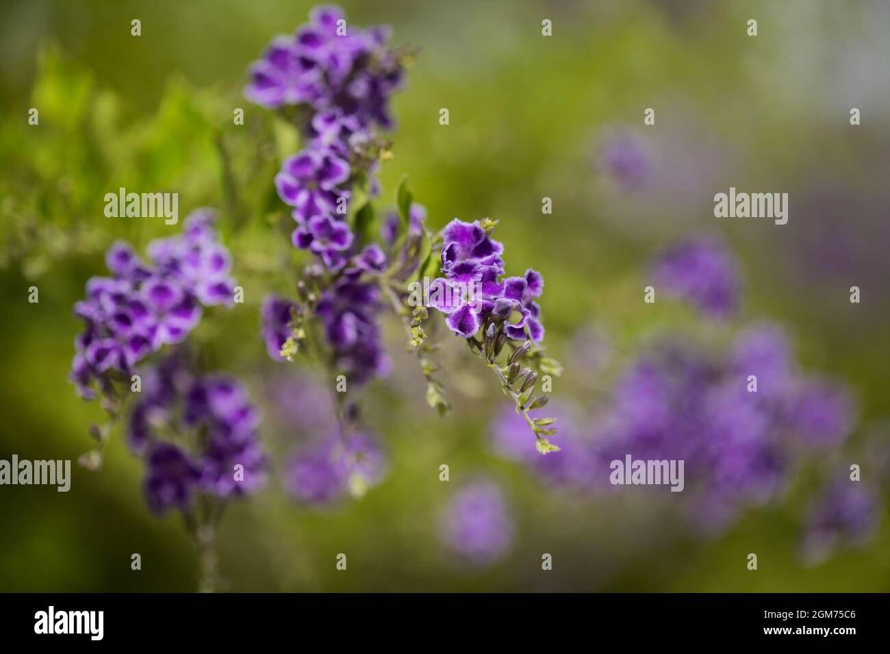 Fioritura blu Duranta erecta, lucernario, sfondo naturale macro floreale Foto Stock