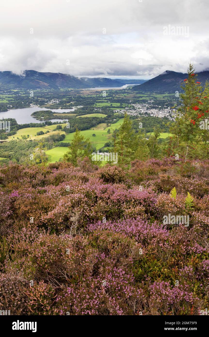 Il Lake District UK, paesaggio - Derwentwater e la città di Keswick in estate con l'erica in fiore, visto da Walla Crag, Cumbria UK Foto Stock