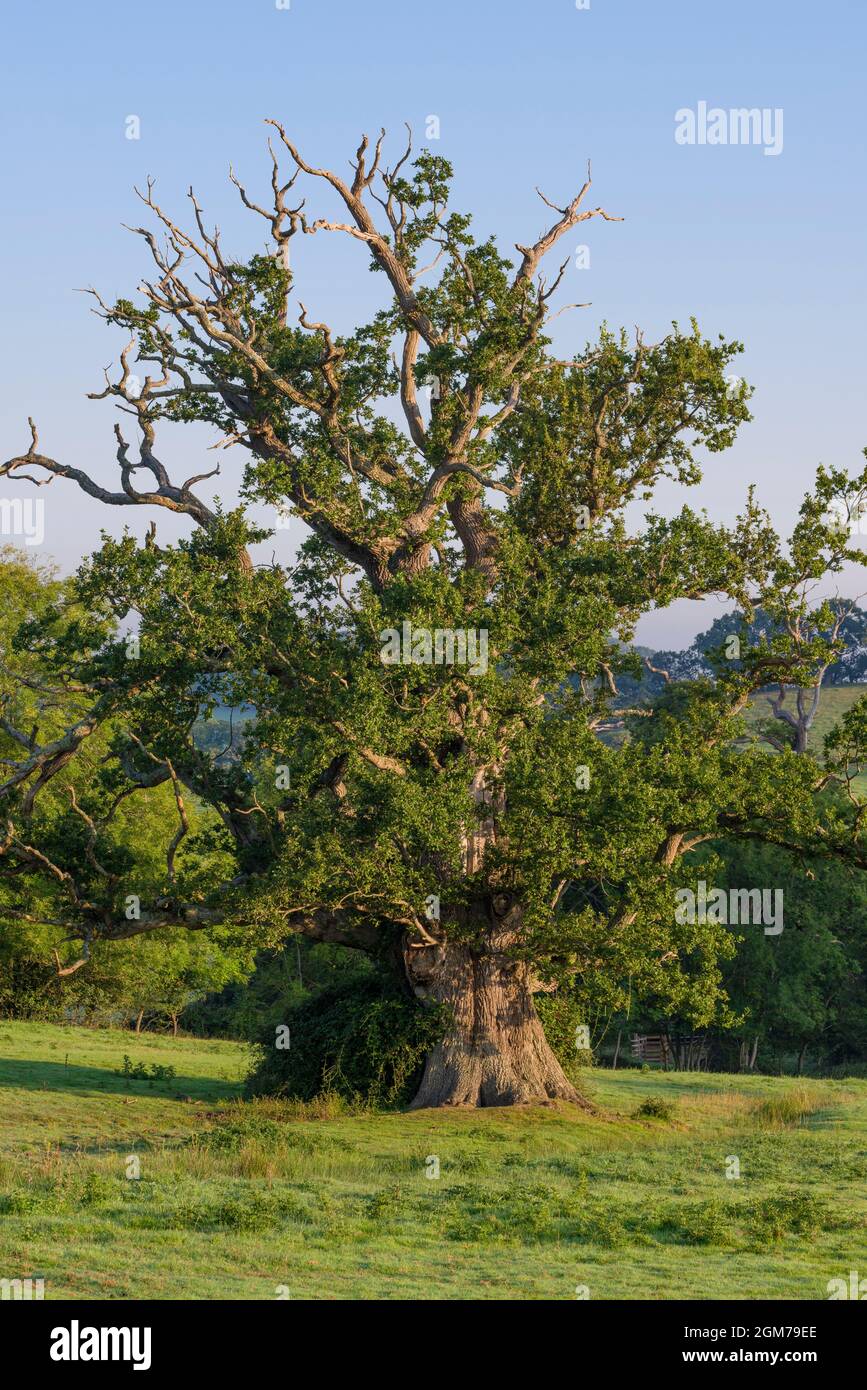 Un albero di quercia veterano nel parco di Dunster sul bordo del parco nazionale di Exmoor, Somerset, Inghilterra. Foto Stock