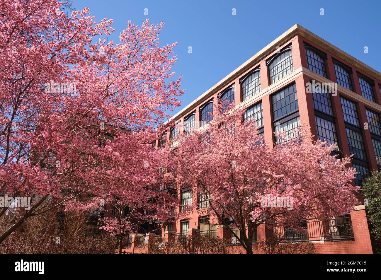 Fiori di ciliegio rosa, fiori di fronte ad un nuovo edificio industriale, in stile loft appartamento in mattoni a Rosslyn, Virginia, vicino Washington DC. Foto Stock