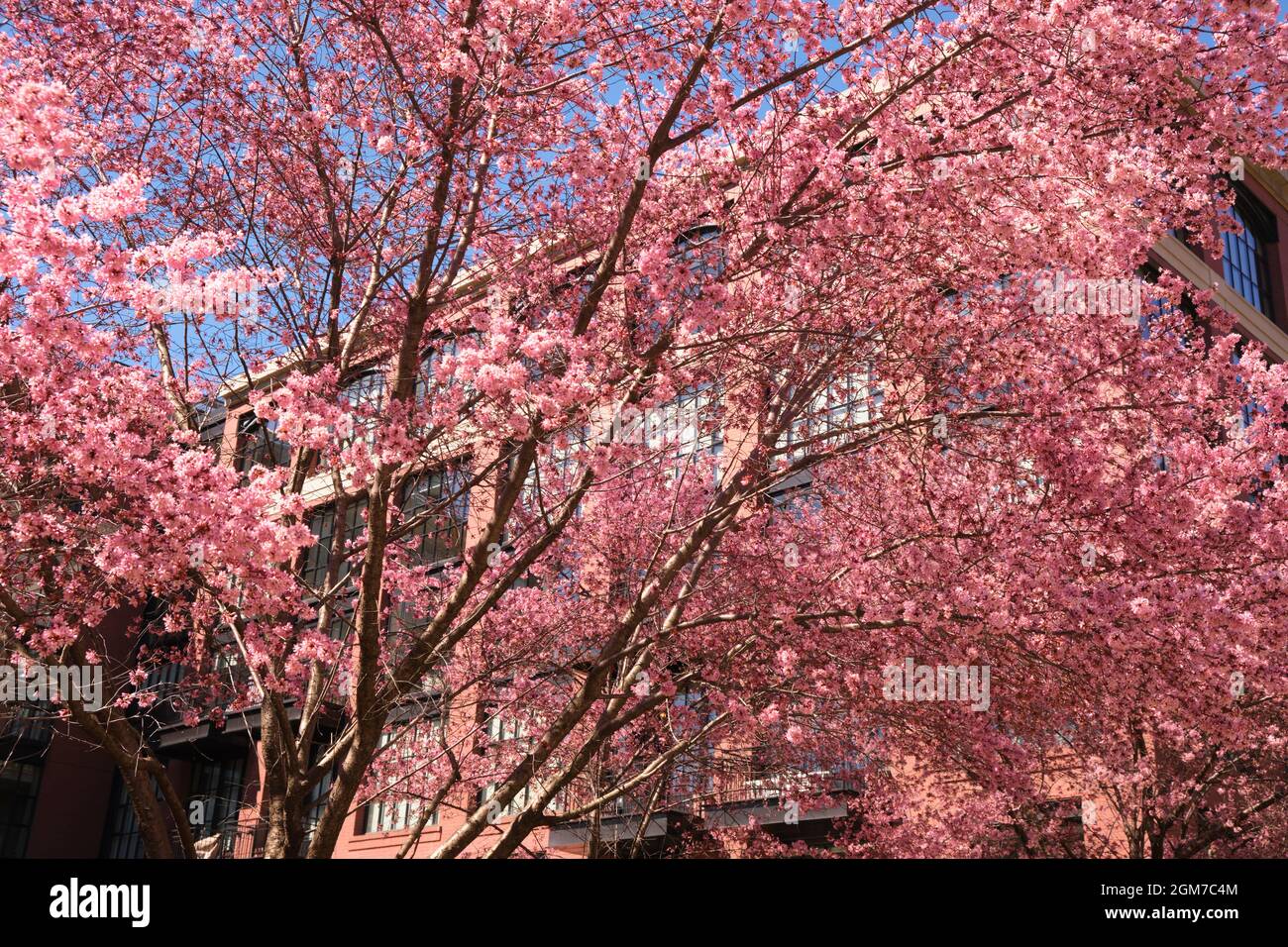 Fiori di ciliegio rosa, fiori di fronte ad un nuovo edificio industriale, in stile loft appartamento in mattoni a Rosslyn, Virginia, vicino Washington DC. Foto Stock