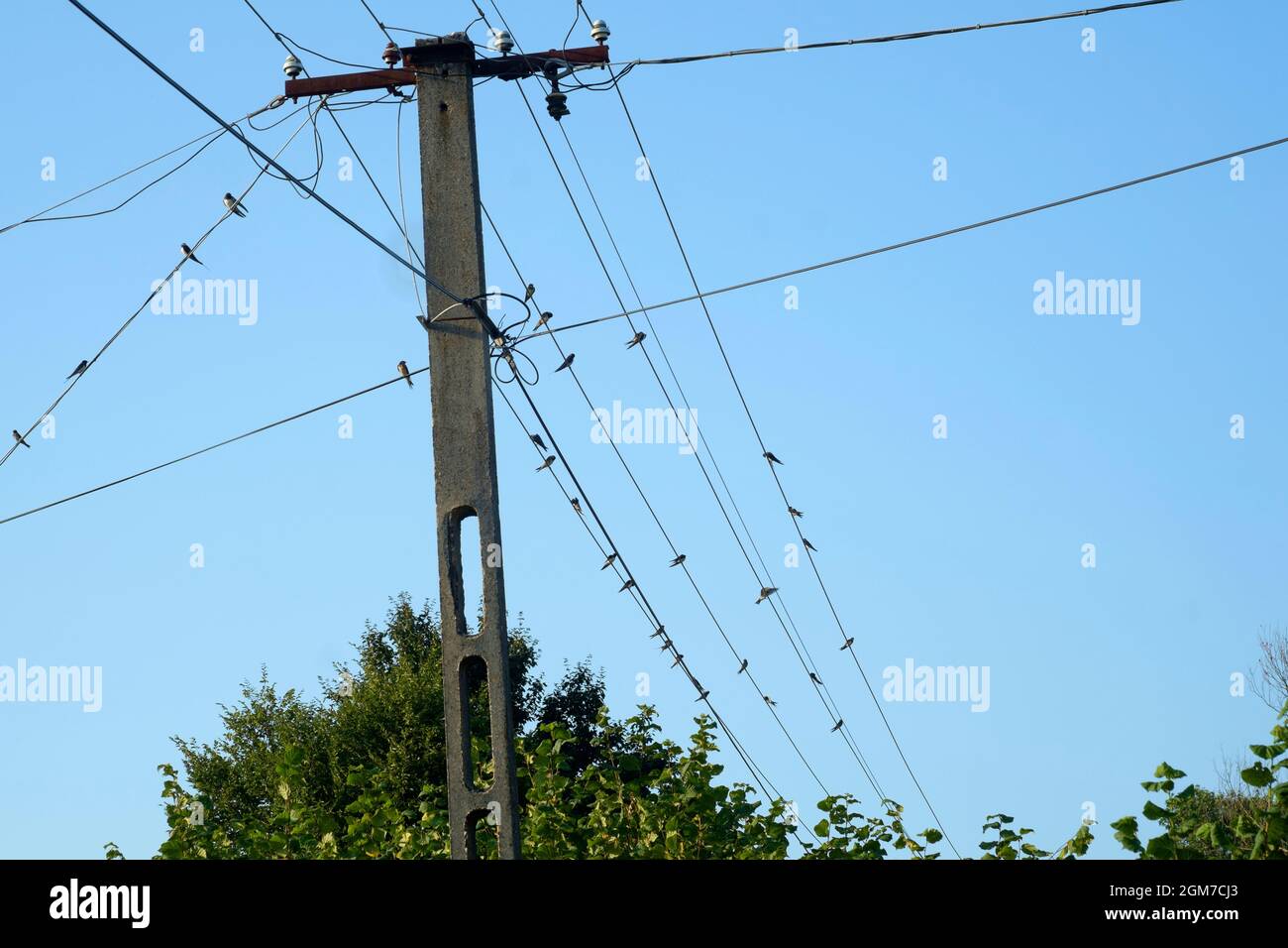 swallows hirundo rustica raccogliere su linee aeree prima di emigrare prima dell'inverno zala contea ungheria Foto Stock
