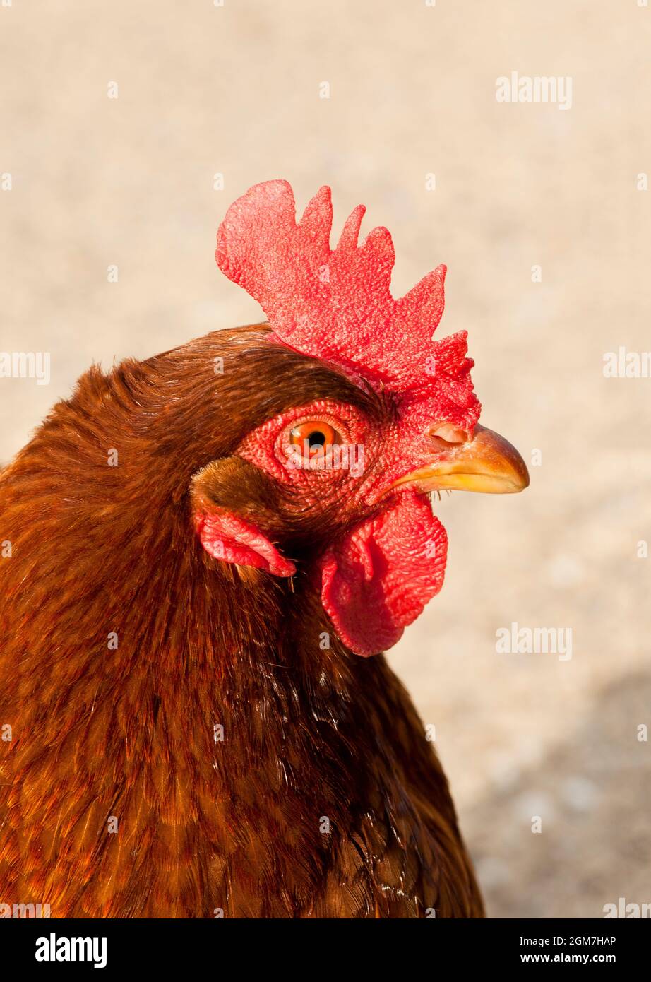 Ritratto di un pollo marrone Foto Stock