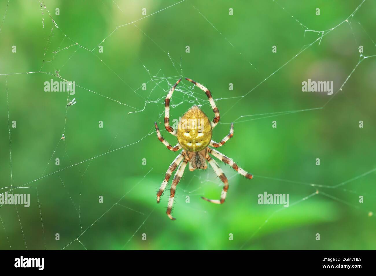 Ragno giallo orb-weaver a quattro punti sul web nel giardino estivo. Araneus quadratus arachnid su spiderweb da sfondo verde sfocato Foto Stock