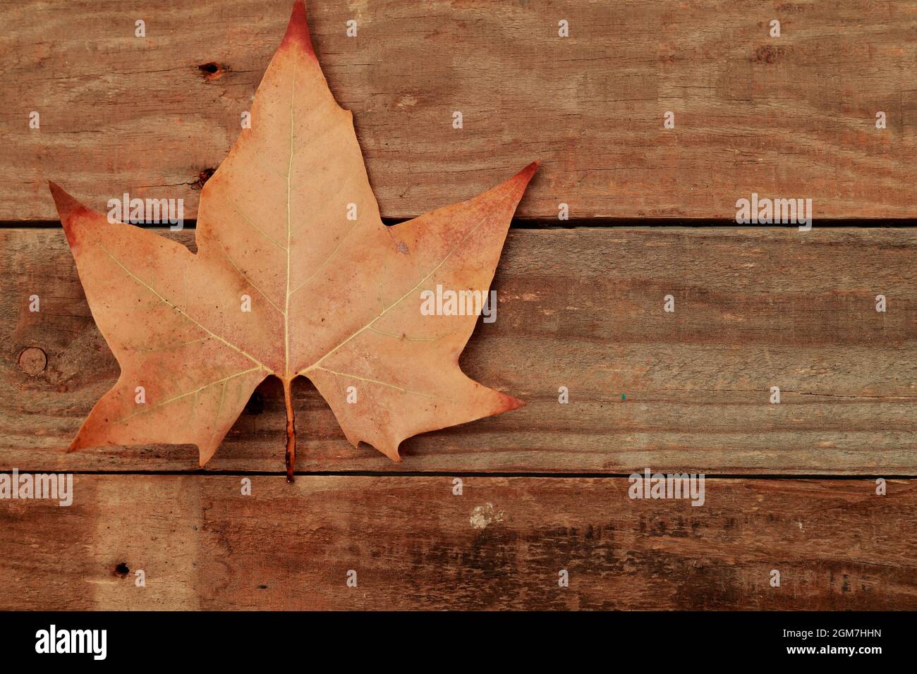 foglia arancione autunno su legno invecchiato scuro Foto Stock