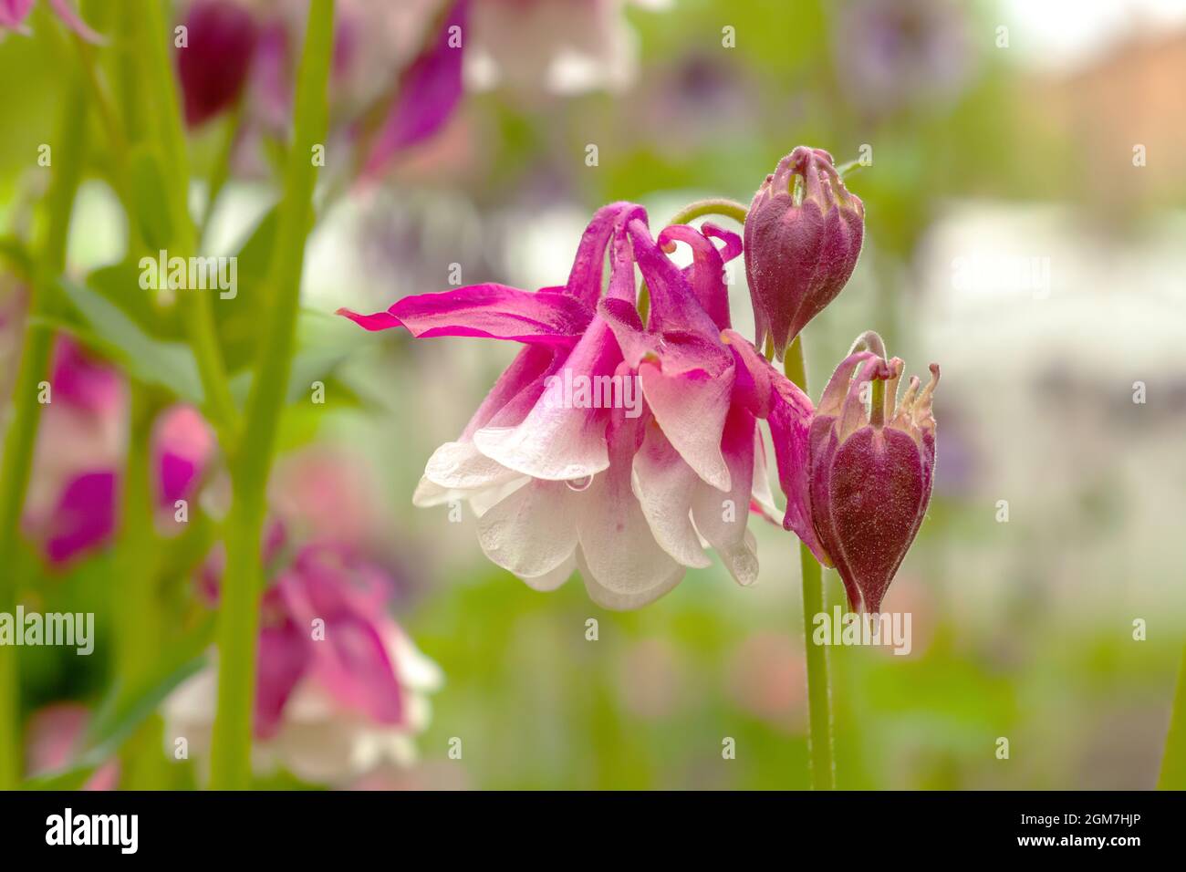 Fiori rosa del cofano di Granny che crescono nel giardino estivo. Aquilegia vulgaris 'Petticoat rosa' o colombina piante perenni crescere closeup Foto Stock