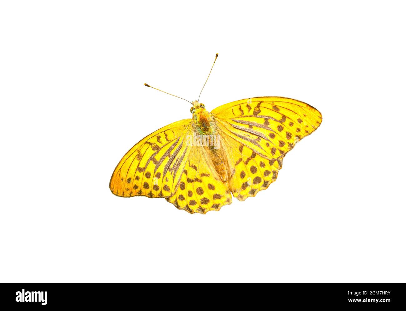 Farfalla arancione fritillario argentato solato su sfondo bianco. Argynnis pafia con macchie marroni ritagliate Foto Stock