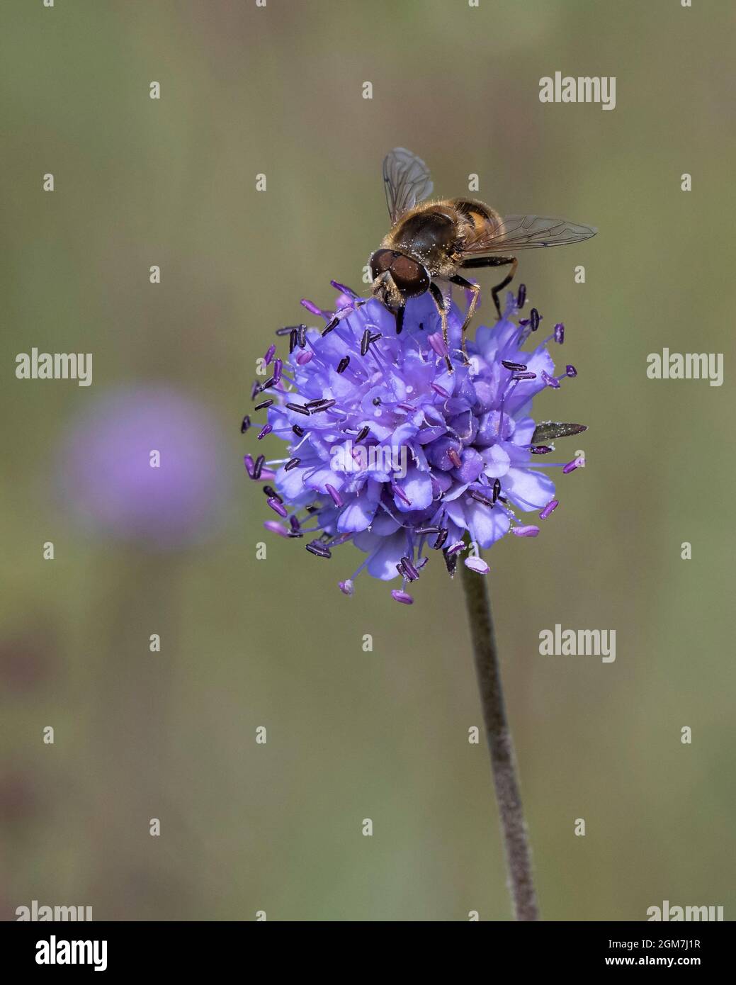 Maschio Drone-Fly-Eristalis tenax pollinates su Devil's-bit Sabbious-Succisa pratensis. Foto Stock