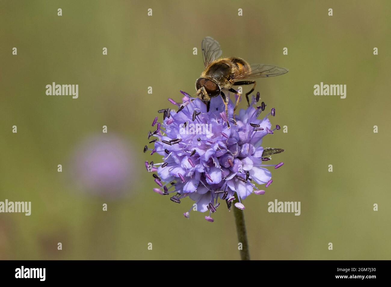 Maschio Drone-Fly-Eristalis tenax pollinates su Devil's-bit Sabbious-Succisa pratensis. Foto Stock
