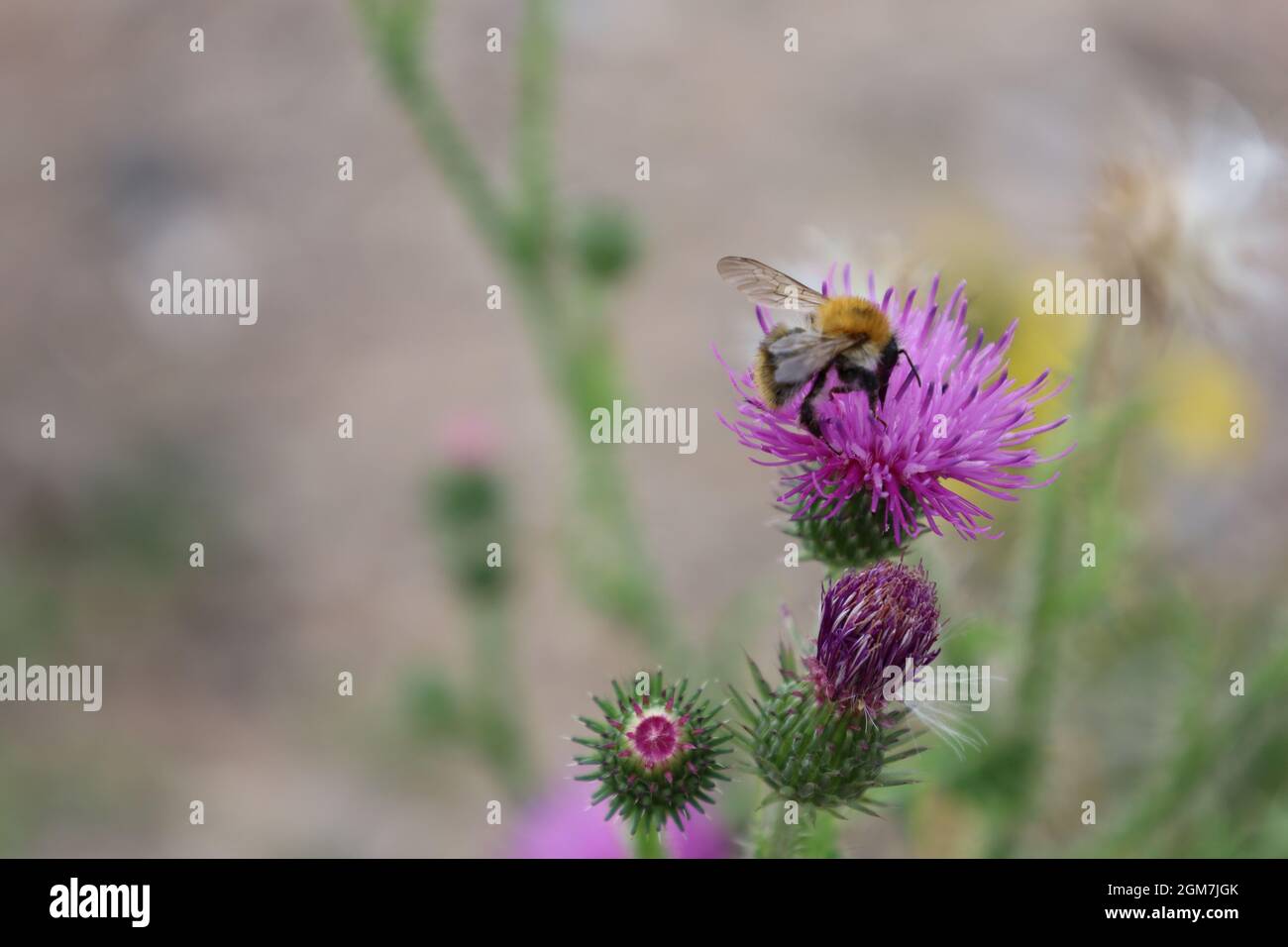 Bonn Germania luglio 2021 primo piano di un bumblebee che foraging su un cardo in luce naturale del sole Foto Stock