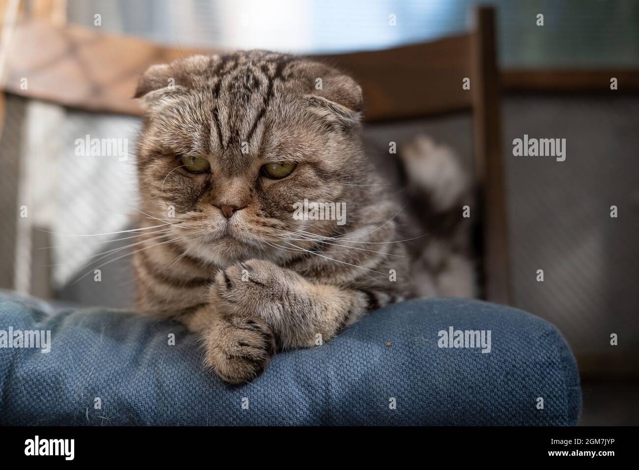 Triste gatto, Scottish Fold, sdraiato su morbido ottomano nella sua sedia e sembra pensieroso. Depressione negli animali domestici. Concetto psicologico. Foto Stock