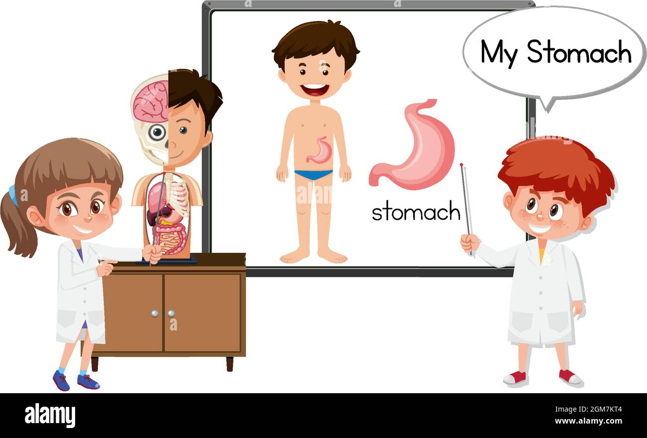 Giovane medico che spiega l'anatomia dello stomaco illustrazione Illustrazione Vettoriale