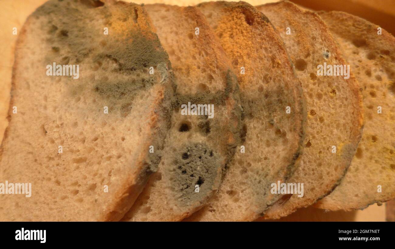 Vecchio pane raffermo con verde muffa grigio muffa pane ammuffito Foto Stock