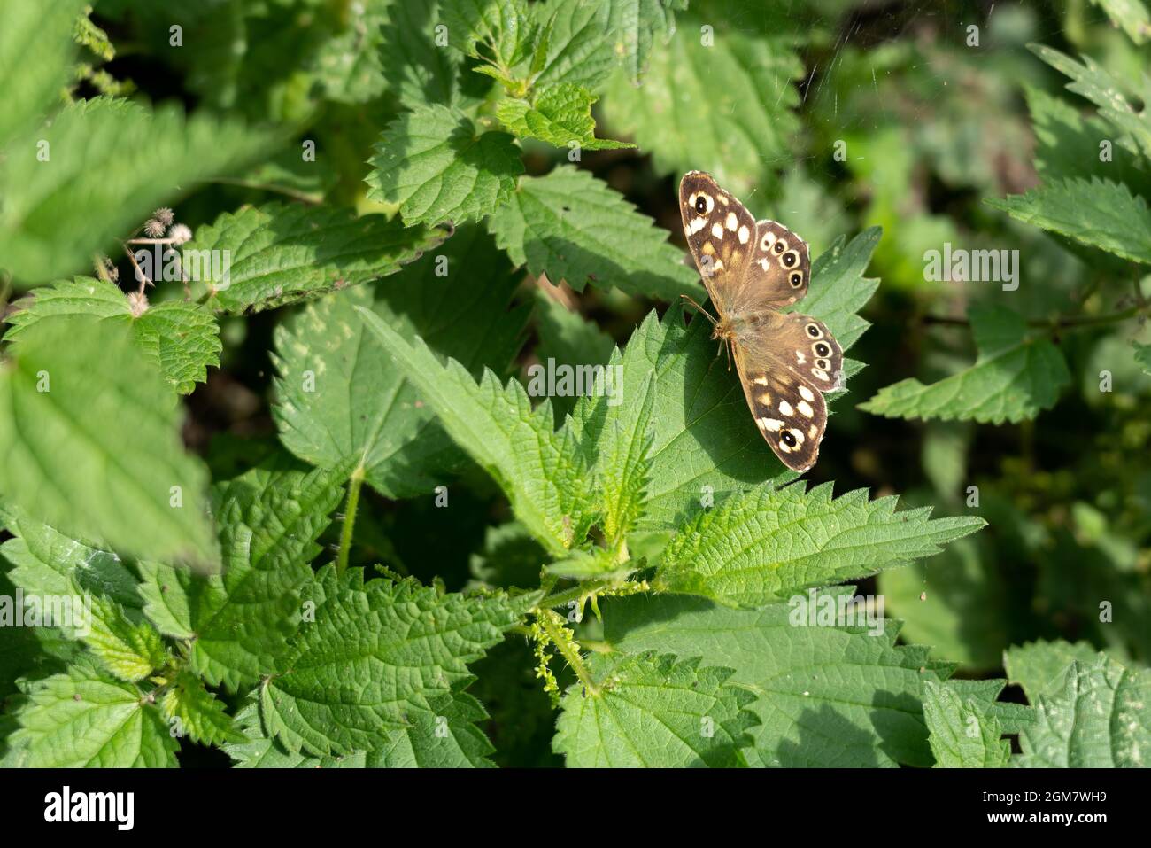 Butterfly di legno macchiato (Pararge aegeria) seduto su una foglia al sole d'autunno Foto Stock