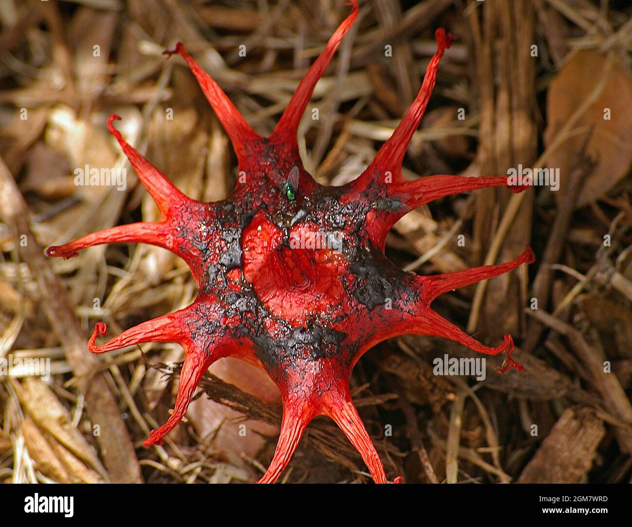Stinkhorn fungus (musidiomycete fungus, anemone stinkhorn, Starfish fungus, Sea anemone fungus, Aseroe rubra). Rosso, odore di fallo, Queensland, Australia. Foto Stock