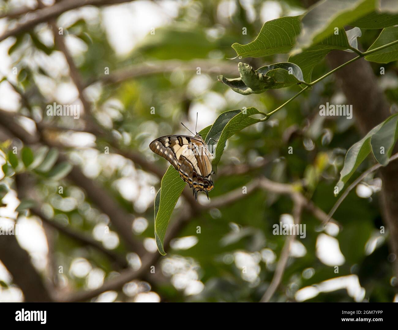 Farfalla imperatore australiano a coda di rondine, Polyura sempronius, poggiato su ramo con foglie verdi. Giardino sul Monte Tamborine, Queensland. Foto Stock