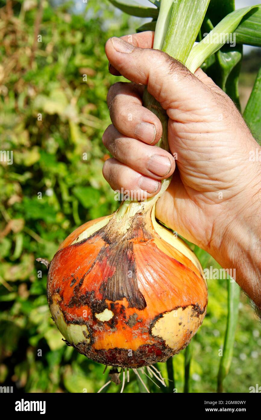 Raccolta di cipolle in un giardino di cucina. Foto Stock