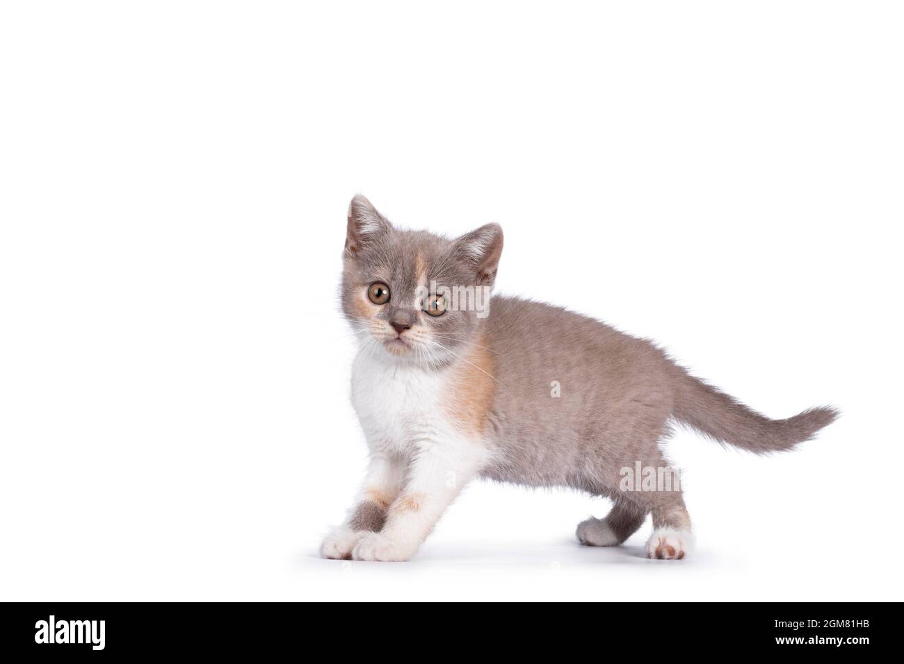 Cute lilla tortie British Shortair gatto gattino, in piedi laterali,  guardando verso la fotocamera. Isolato su sfondo bianco Foto stock - Alamy