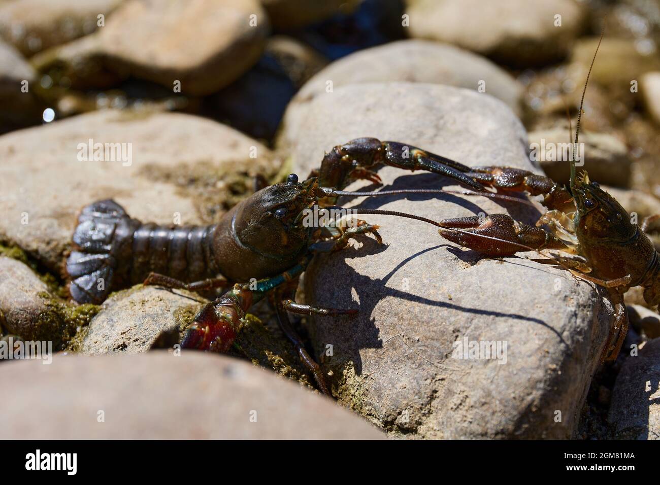 La peste dei gamberi nei fiumi d'Europa Foto Stock