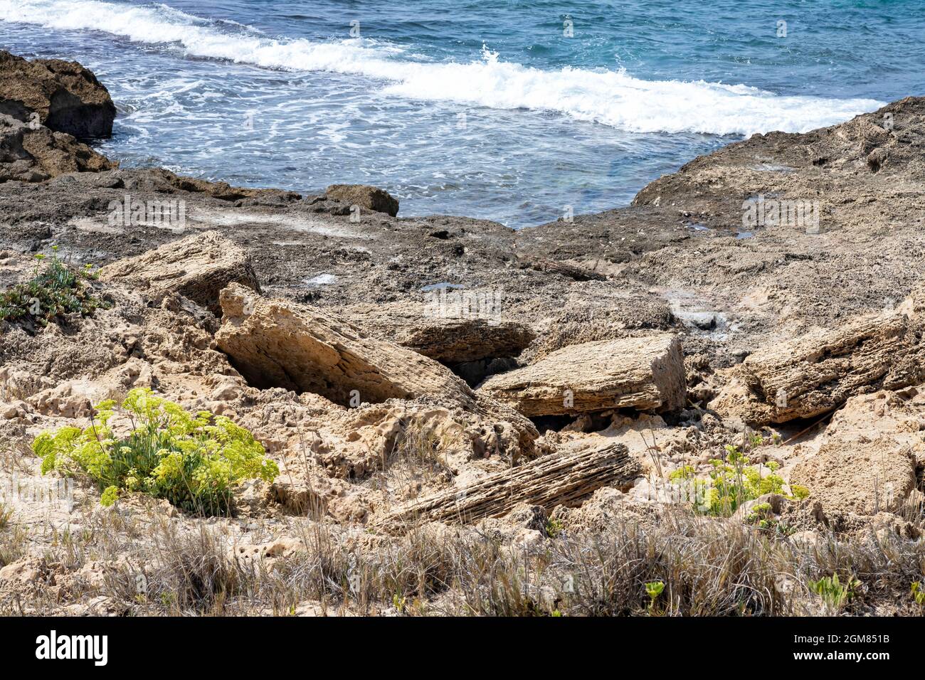 Kritmum fiori sulle spiagge sabbiose del Mar Mediterraneo da vicino. Israele Foto Stock