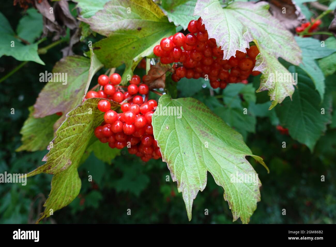 Bacche rosse di Viburnum Opulus, Guelder-rose, Sussex, Inghilterra Foto Stock