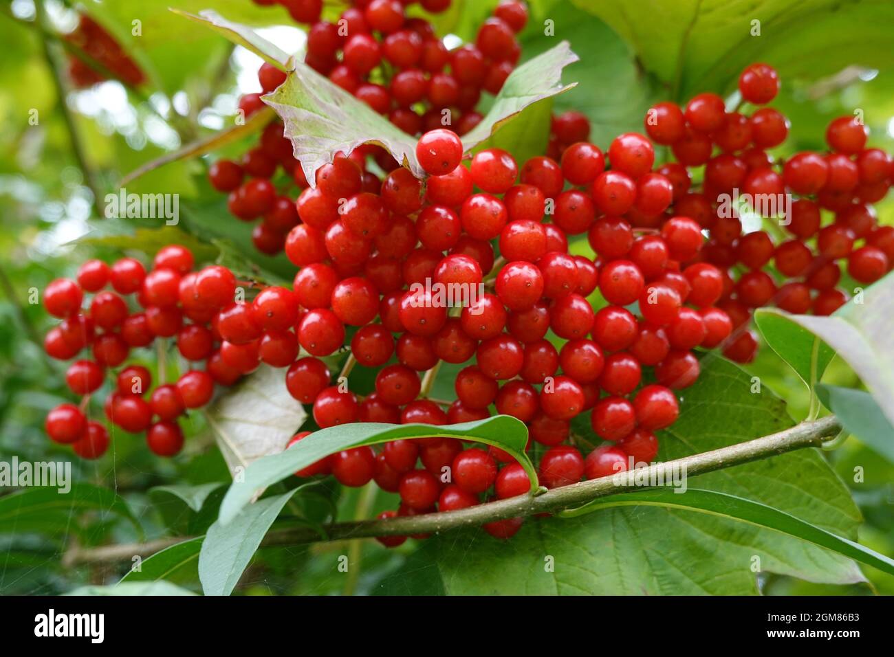 Bacche rosse di Viburnum Opulus, Guelder-rose, Sussex, Inghilterra Foto Stock