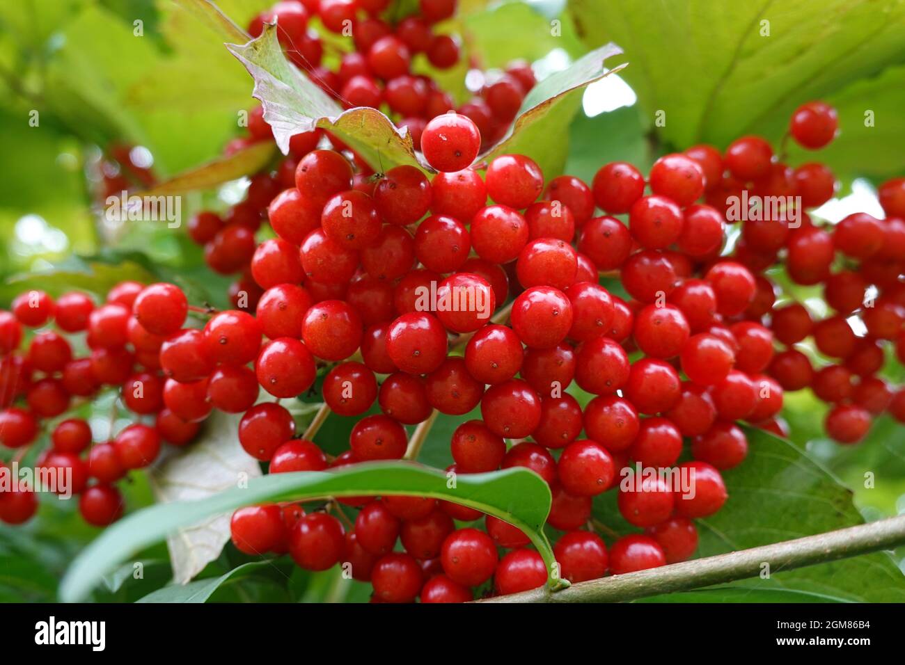 Bacche rosse di Viburnum Opulus, Guelder-rose, Sussex, Inghilterra Foto Stock