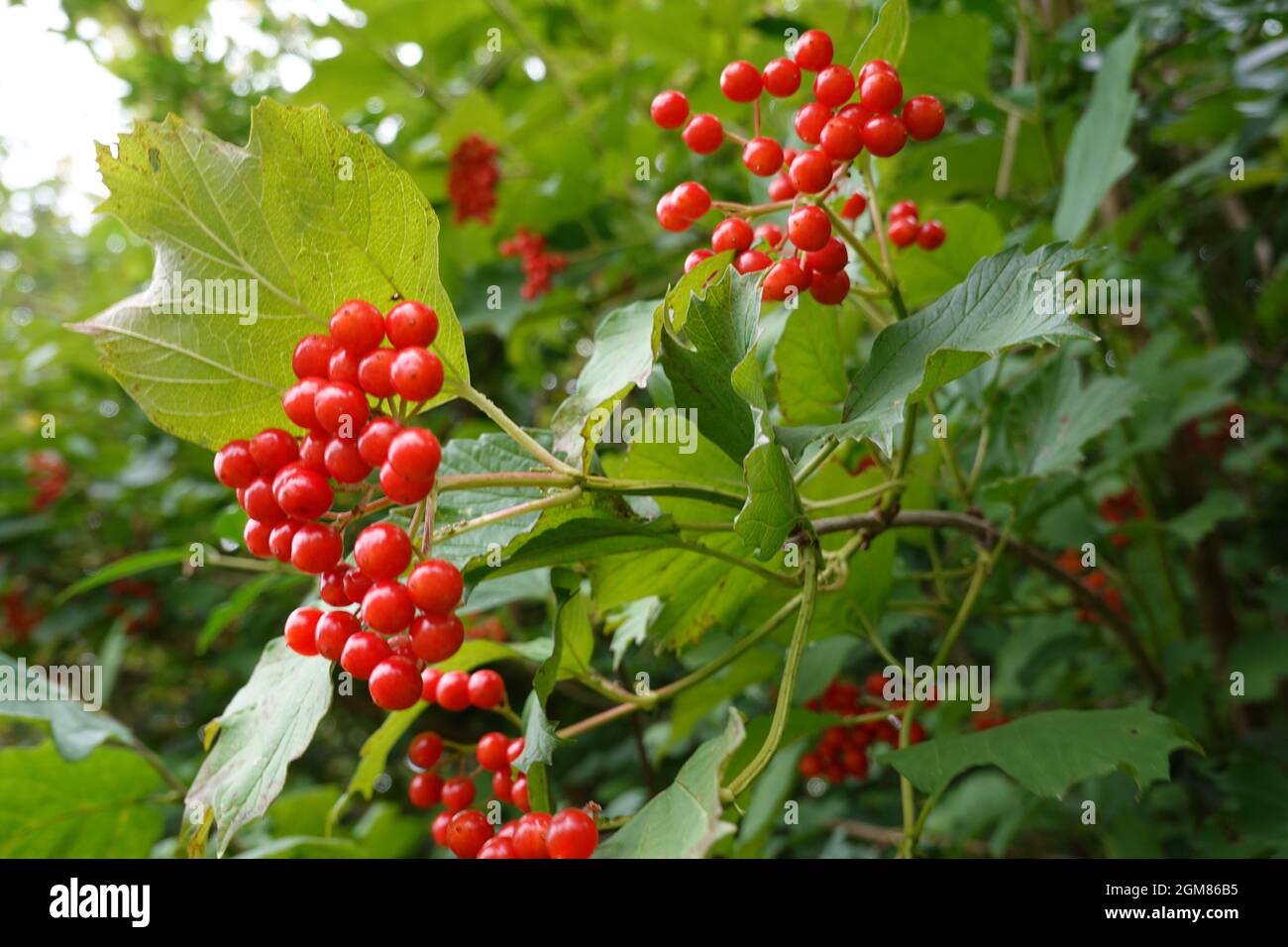 Bacche rosse di Viburnum Opulus, Guelder-rose, Sussex, Inghilterra Foto Stock
