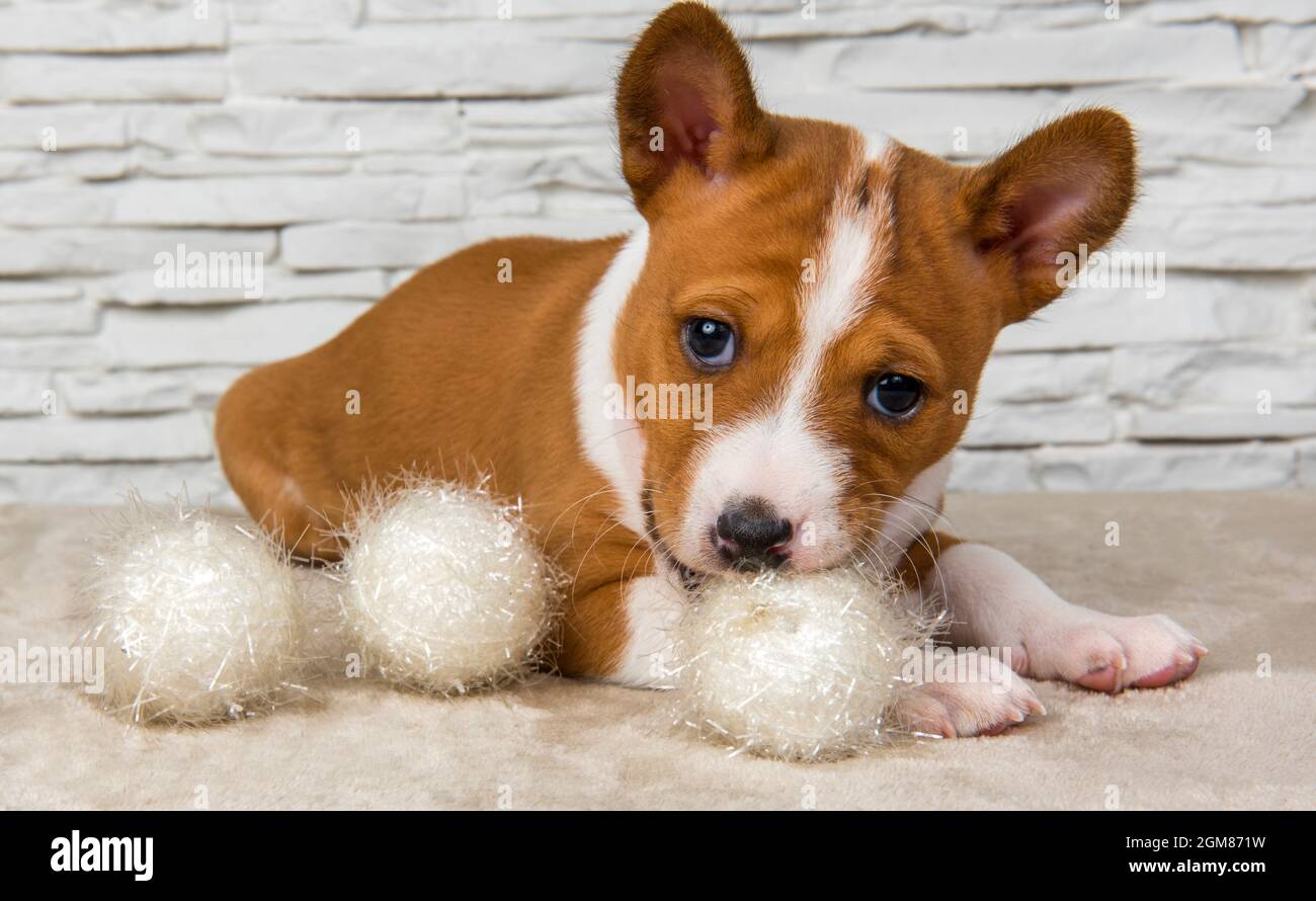 toy basenji