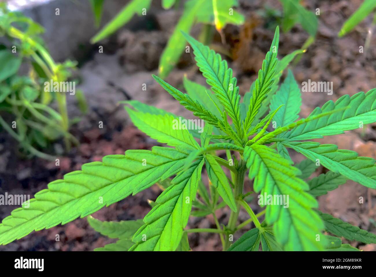 Foglie di marijuana per la produzione medica. Medicina moderna. Foto Stock