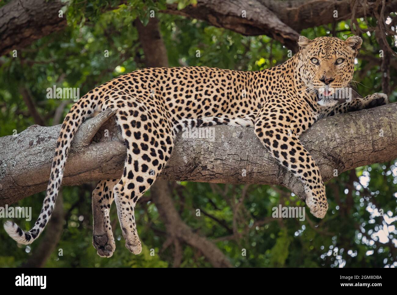 Leopardo maschile riposa su un ramo evitando il calore del sole africano nel Parco Nazionale Kruger. Foto Stock
