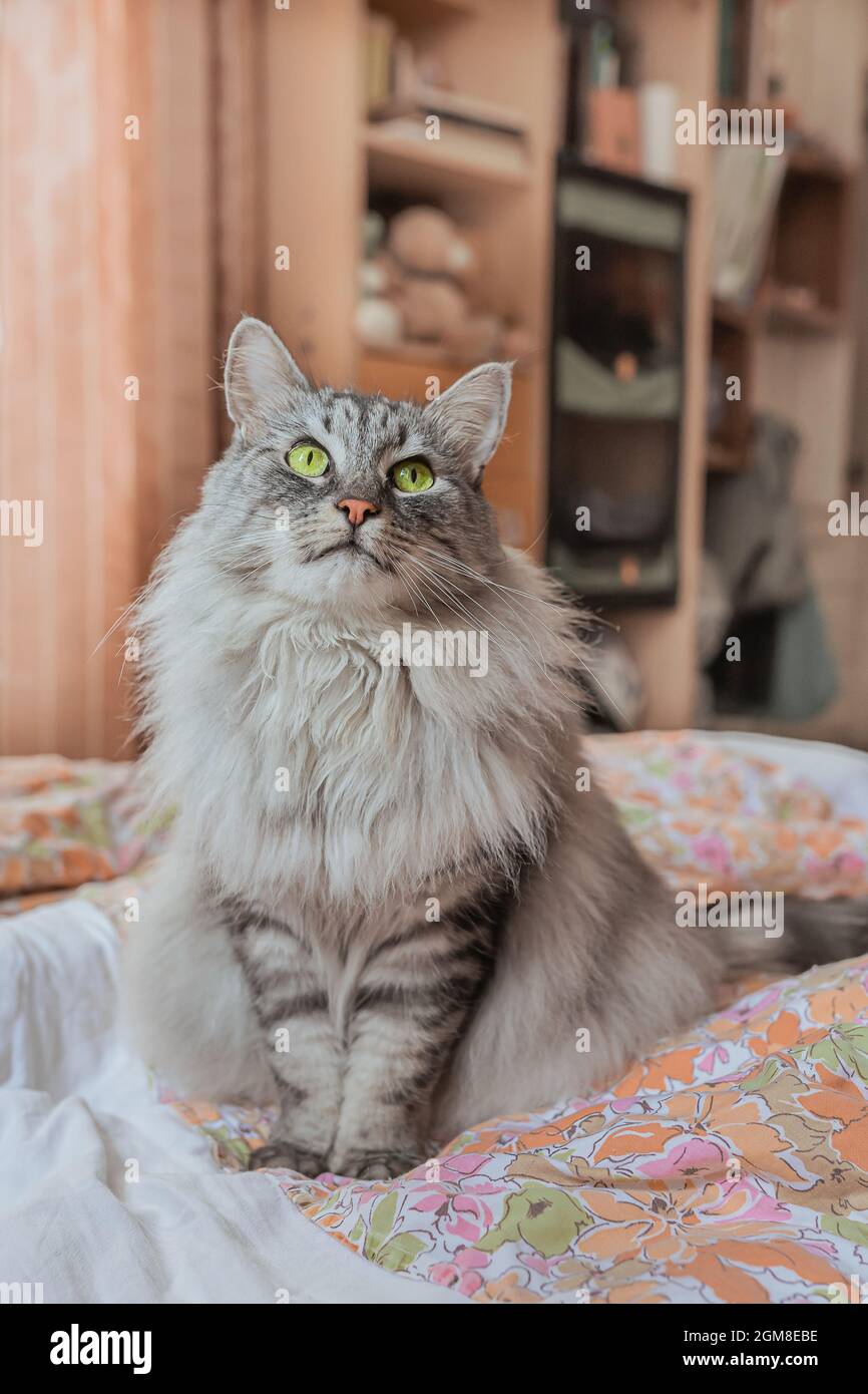 Il gatto soffice con gli occhi verdi si siede su un letto non zippato Foto Stock