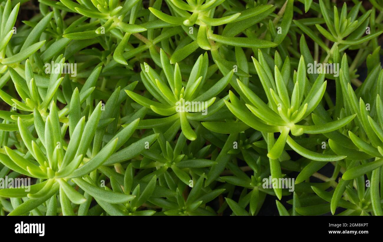 verde tropicale portulaca o muschio rosa foglie fogliame astratto, carta da parati o sfondo, primo piano vista di sfondo naturale texture per la progettazione Foto Stock