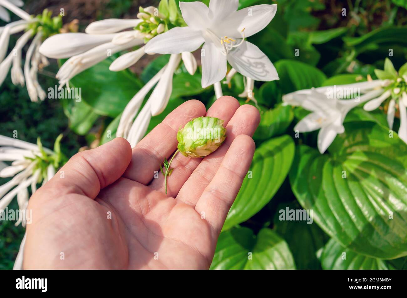 Luppolo verde in mano. Luppolo verde per birra. Uomo che tiene il luppolo fresco nelle sue mani. Foto Stock