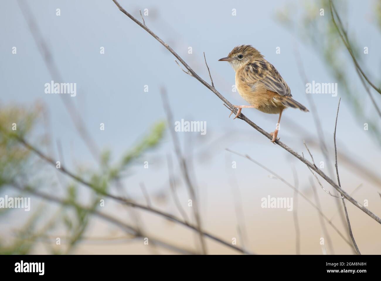 Zitting cisticola (Cisticola junzidis) Foto Stock