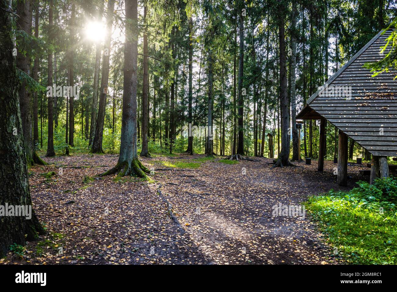 Legno Log picnic Rifugio nella foresta Foto Stock