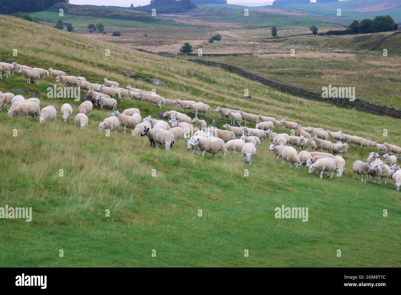 Il Muro di Adriano e il paesaggio circostante nei pressi di Haltwhistle. Pecora di mandria. Foto Stock