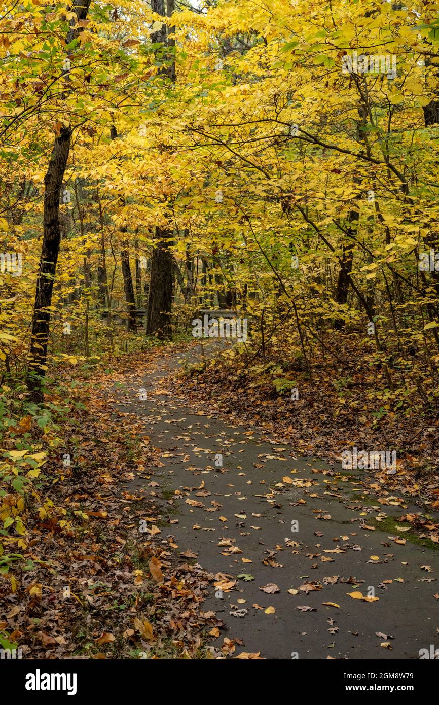 La tettoia gialla delle foglie sopra il sentiero lastricato nel Parco Nazionale delle dune dell'Indiana in autunno Foto Stock