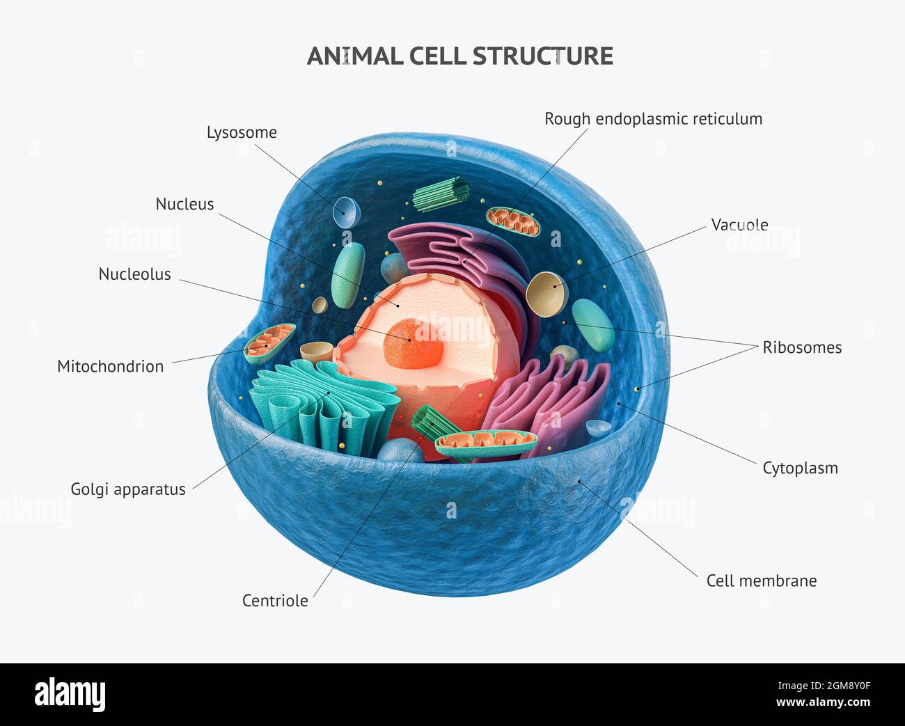rappresentazione 3d di cellule animali biologiche con sezione trasversale di organelli isolata su bianco. Cella animale con annotazioni di testo inserite in tutti gli organelli Foto Stock
