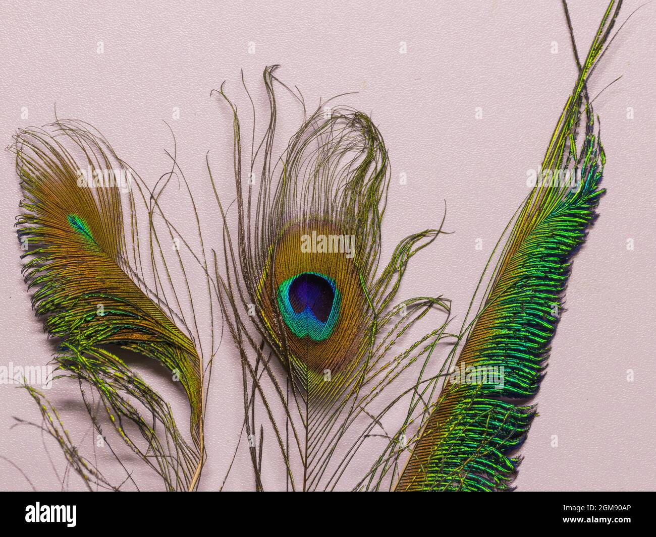 Primo piano immagine macro di bellissime e vibranti piume di pavone di diverse forme tenute insieme Foto Stock