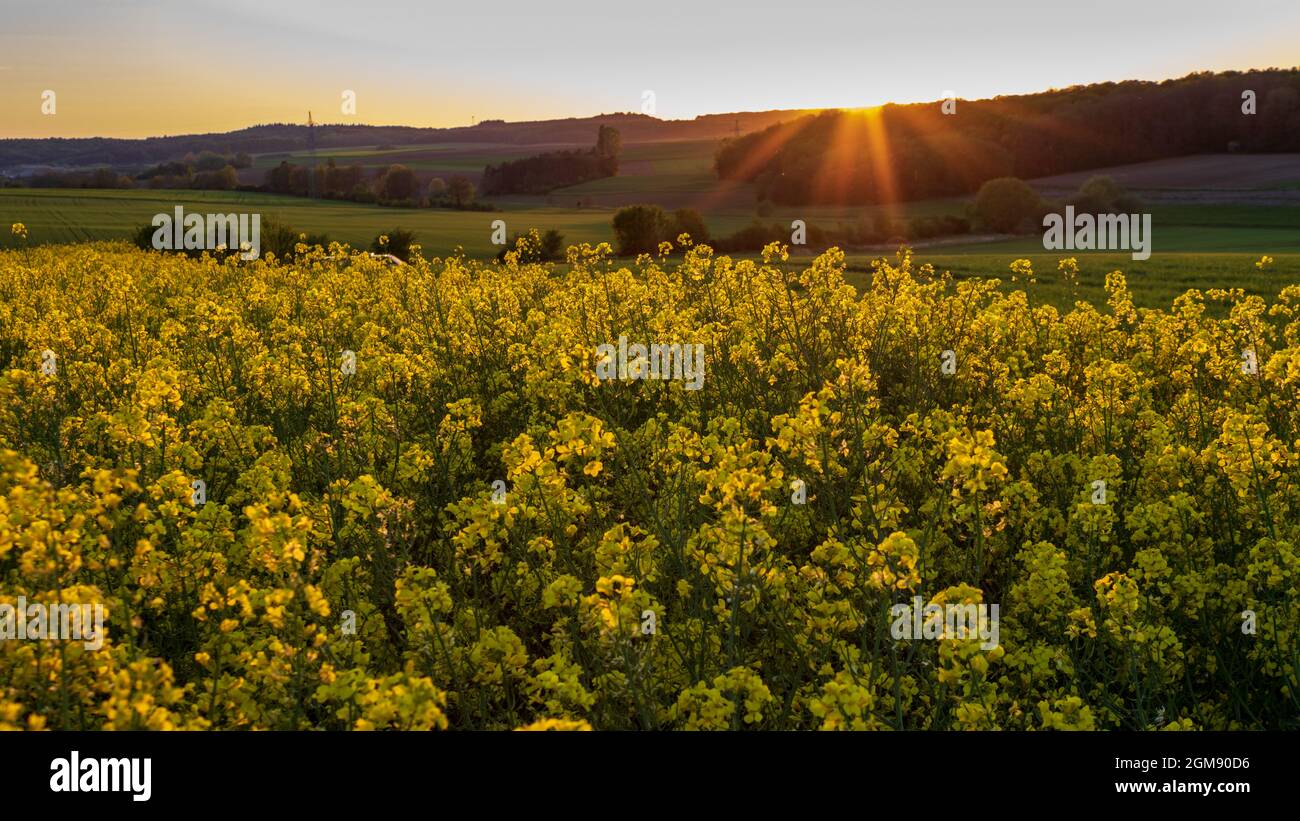 Vista panoramica del campo di colza giallo (Brassica napus) al tramonto in evning in Germania Foto Stock