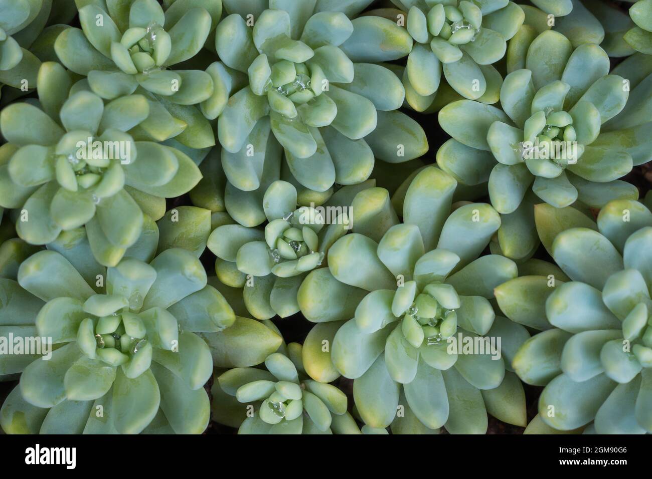 piante succulente all'aperto spesse, carnose e ingorgate, note come succulenti, deposito di acqua o mantenimento e purificanti di fondo di pianta dell'aria Foto Stock
