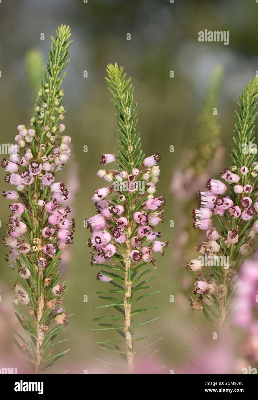 Cornish Heath - Erica vagans Foto Stock