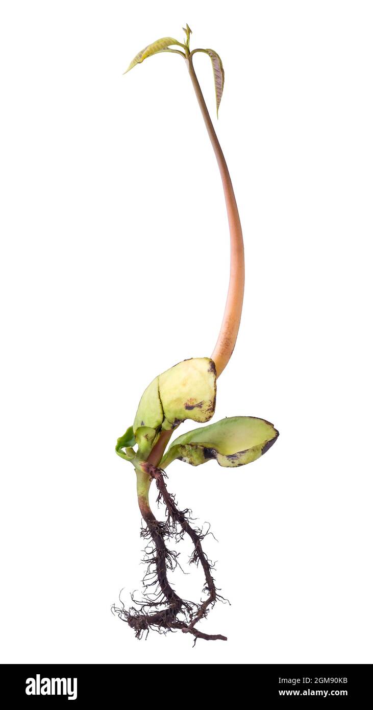 pianta dell'albero di mango che cresce da un seme o da una piantina, pianta intera con nuove foglie fresche, sementi e radici, semi germogliati isolati su bianco Foto Stock