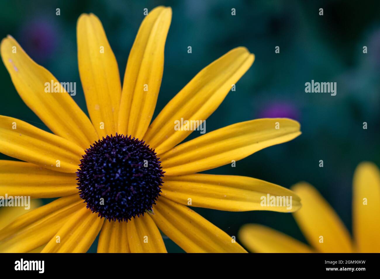 Fiore giallo Rudbeckia, anche coneflower o black-eyed-susan, primo piano e fuoco selettivo Foto Stock
