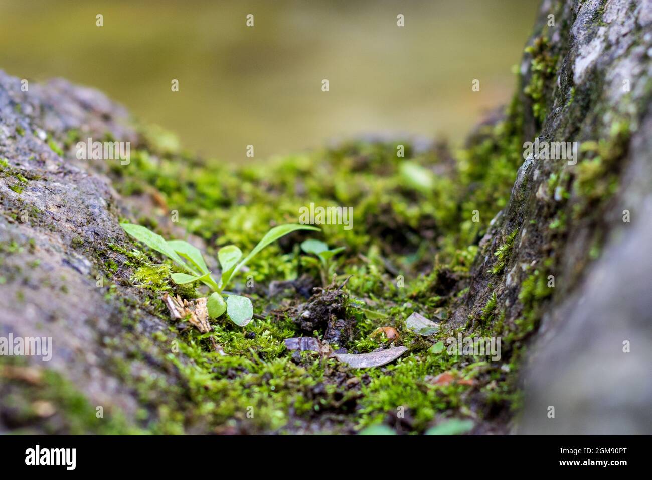 Primo piano di muschio e piccole piante che crescono tra le rocce in un ambiente forestale naturale Foto Stock
